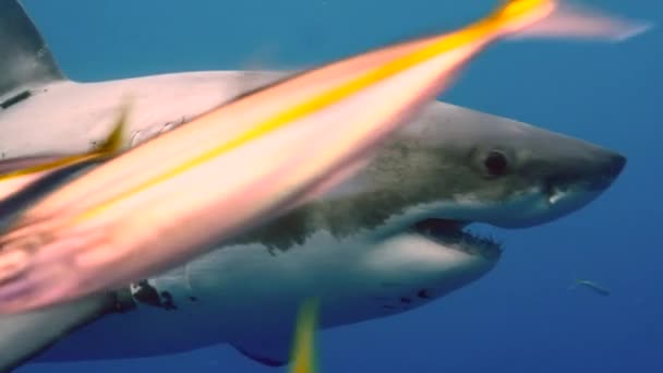 Primo piano di un grande squalo bianco sott'acqua Guadalupa. — Video Stock