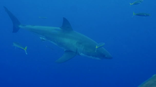 Guadeloupe sualtındaki büyük beyaz köpekbalığının yavaş hareketi.. — Stok video
