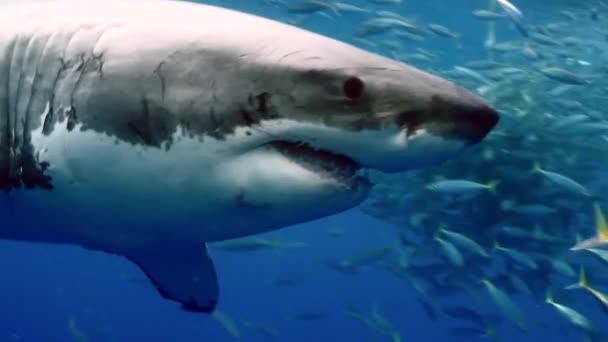 Медленное движение Крупный план большой белой акулы под водой Гваделупа. — стоковое видео