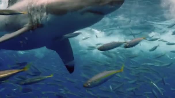 Yavaş çekim. Guadeloupe 'un sualtındaki büyük beyaz köpekbalığına yakın çekim.. — Stok video