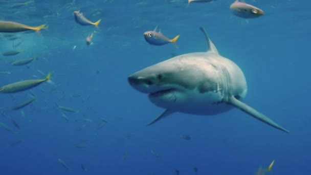 Cámara lenta Primer plano de un gran tiburón blanco bajo el agua Guadalupe. — Vídeos de Stock