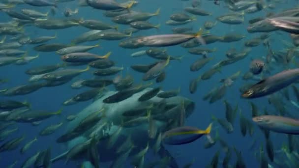 スローモーショングアドループの水中で大きな白いサメのクローズアップ. — ストック動画