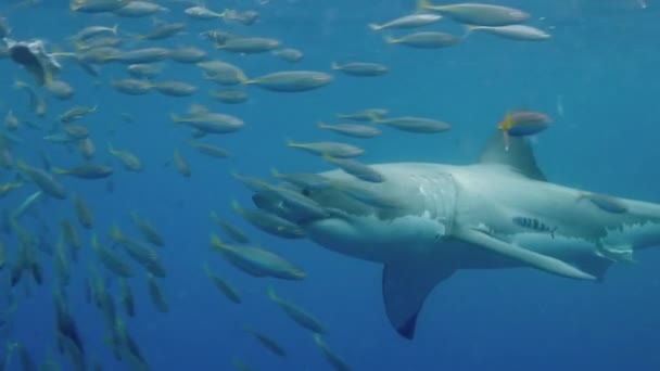 Movimento lento Close-up de um grande tubarão branco subaquático Guadalupe. — Vídeo de Stock