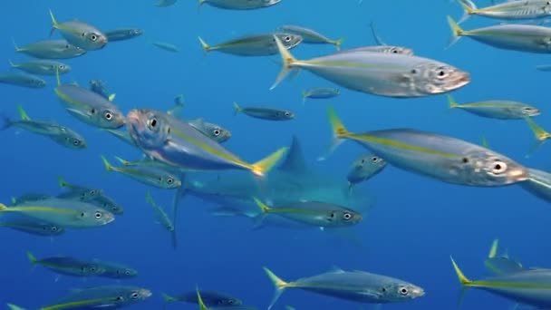 Zeitlupe Nahaufnahme eines Weißen Hais unter Wasser in Guadeloupe. — Stockvideo