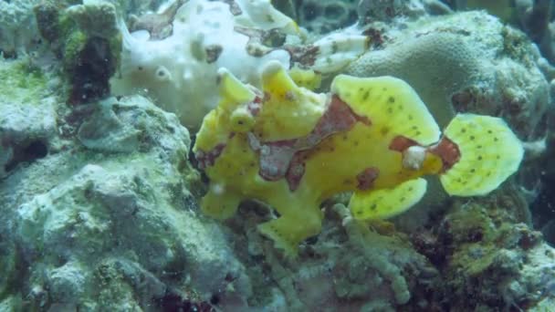 Ένα κίτρινο βατραχόψαρο ή πεσκαντρίτσα επιπλέει κάτω από το νερό — Αρχείο Βίντεο