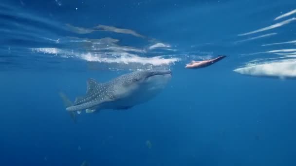 Tubarão-baleia-grande Rhincodon typus alimentando-se de plancton atrás do barco nas Maldivas — Vídeo de Stock