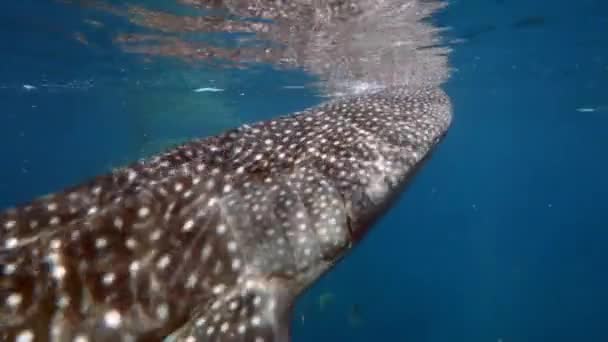 Wielki rekin wielorybi typus karmi się planktonem za łodzią na Malediwach — Wideo stockowe
