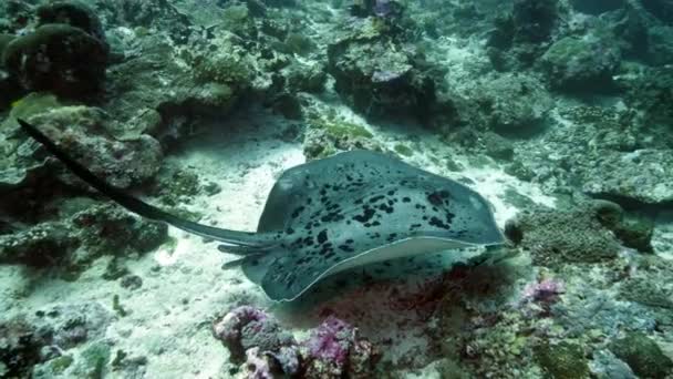 Manta Ray plovoucí na pozadí modré vody při hledání planktonu. — Stock video