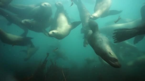 Группа тюленей под водой Охотского моря. — стоковое видео