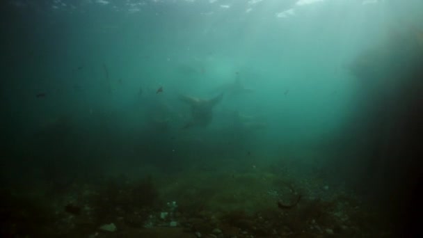 Tuleni tuleňů pod vodou z Okhotského moře. — Stock video