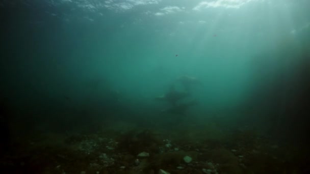 Pinniped állatok fókák víz alatt Okhotsk. — Stock videók