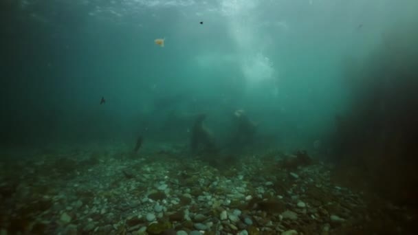 Noordelijke zeeleeuw zoogdier onderwater in modderig water van de Zee van Okhotsk. — Stockvideo