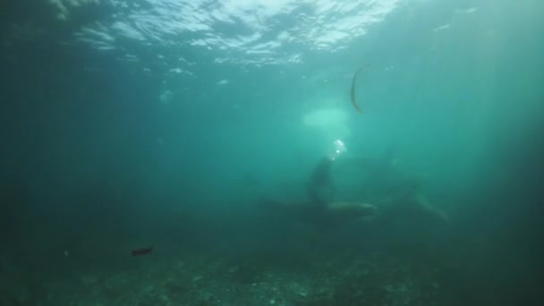 Mammiferi leoni marini sott'acqua in acque fangose del Mare di Okhotsk. — Video Stock