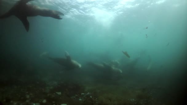 Северное морское львиное млекопитающее в мутной воде Охотского моря. — стоковое видео