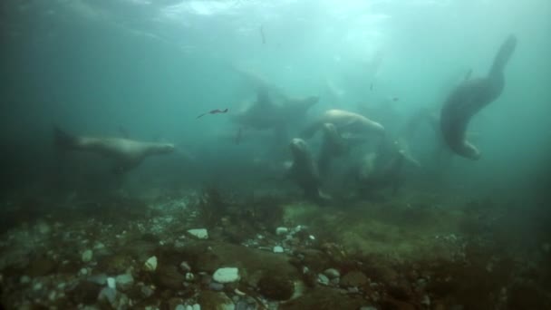 Skola av fisk under vattnet Filippinska havet. — Stockvideo