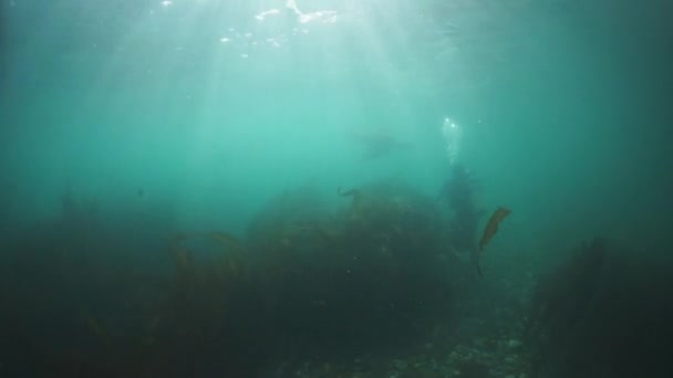 오호츠크의 흙탕물 속에 수중에 있는 북 바다사자 포유 동물. — 비디오