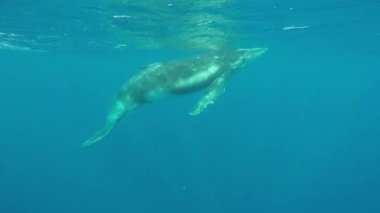 Hint Okyanusu 'nda anne ile balina balinasının yakın çekimi..