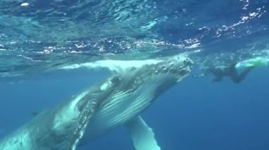 Dalgıçlar Pasifik Okyanusu 'nda kambur balinalarla yüzerler..