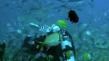 Carcharhinus leucas 'ı Pasifik Okyanusu' nun sualtı vahşi yaşamında besleyen köpekbalıkları..