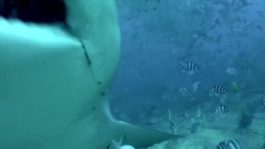 Gri boğa köpekbalığı Tonga 'nın sualtı okyanusundan besleniyor..
