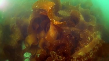 Okhotsk Denizi 'ndeki su altı yosunları..