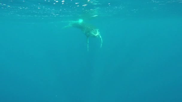 Primer plano de ballena jorobada ternera con madre bajo el agua en el Océano Índico. — Vídeo de stock