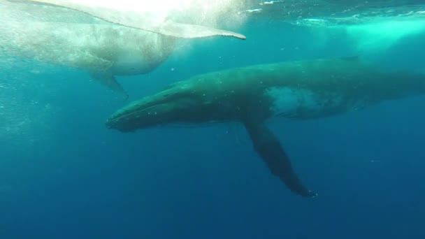 Close-up van kalf bultrug walvis met moeder onder water in de Indische Oceaan. — Stockvideo
