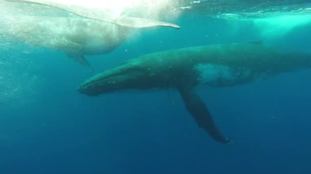 Κοντινό πλάνο της φάλαινας γάμπα humpback με τη μητέρα υποβρύχια στον Ινδικό Ωκεανό. — Αρχείο Βίντεο