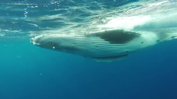 Close-up of calf humpback whale with mother underwater in Indian Ocean. — Stock Video