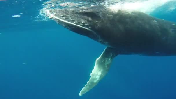 Közelkép borjú púpos bálna anya víz alatt az Indiai-óceánon. — Stock videók
