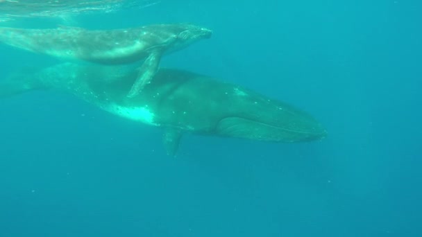 印度洋小座头鲸与妈妈在水下的特写. — 图库视频影像