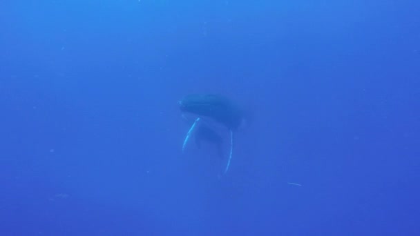 Primer plano de ballena jorobada ternera con madre bajo el agua en el Océano Índico. — Vídeo de stock