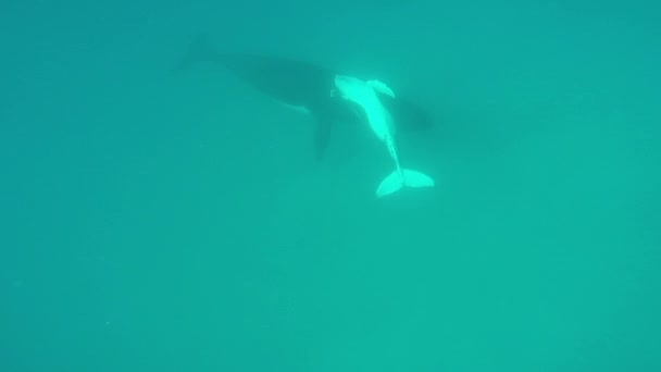 Primer plano de ballena jorobada ternera con madre bajo el agua en el Océano Índico. — Vídeo de stock