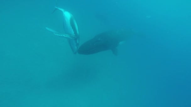 Primer plano de ballena jorobada ternera con madre bajo el agua en el Océano Índico. — Vídeo de stock