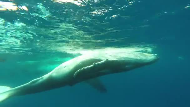 Primer plano de ballena jorobada ternera con madre bajo el agua en el Océano Índico. — Vídeo de stock