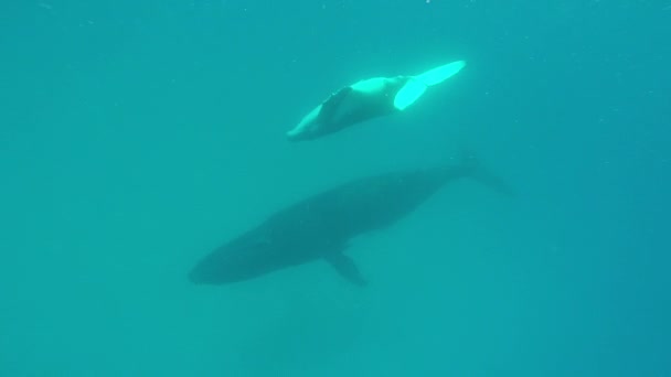 Niño ballena jorobada recién nacido nada junto a la madre bajo el agua en el Océano Pacífico. — Vídeo de stock