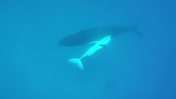 Újszülött púpos bálna kölyök úszik az anya víz alatt a Csendes-óceánon. — Stock videók