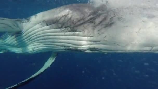 Un nouveau-né de baleine à bosse nage à côté de sa mère sous-marine dans l'océan Pacifique. — Video