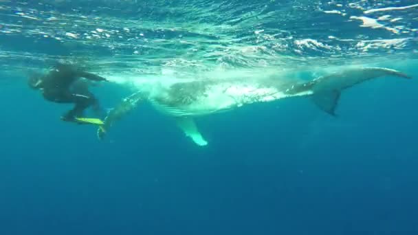 Divers near calf humpback whale underwater in Pacific Ocean. — Stock Video