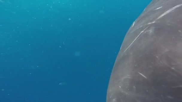 Close-up van kalf bultrug walvis met moeder onder water in de Indische Oceaan. — Stockvideo