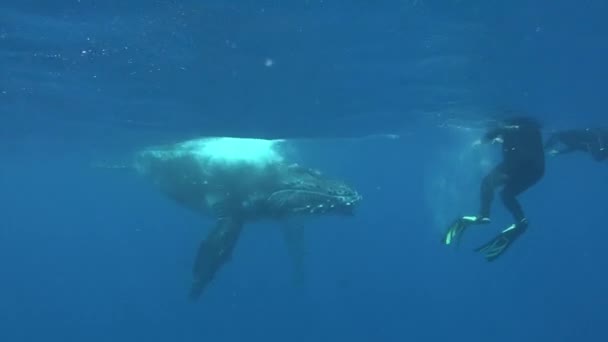 Walviskalf speelt met duiker onderwater in de Stille Oceaan. — Stockvideo