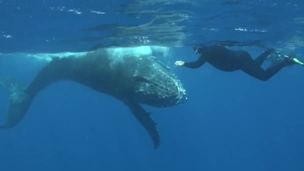 Friendship diver with whale underwater in Pacific Ocean. — Stock Video