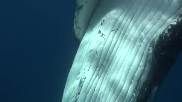 Close-up Bultrug walvis onderwater in Stille Oceaan. — Stockvideo