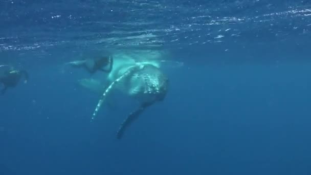 Divers swim with humpback whale underwater in Pacific Ocean. — Stock Video