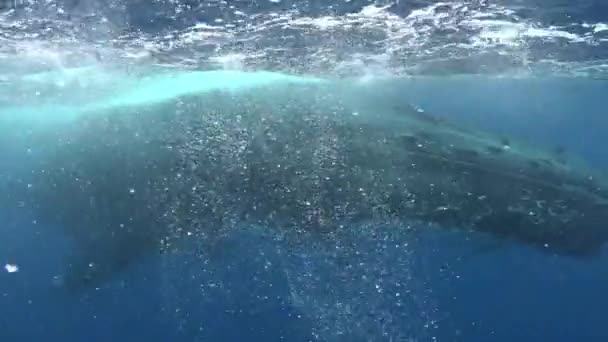 Humpback velryba v blízkosti vodní hladiny v Tichém oceánu. — Stock video