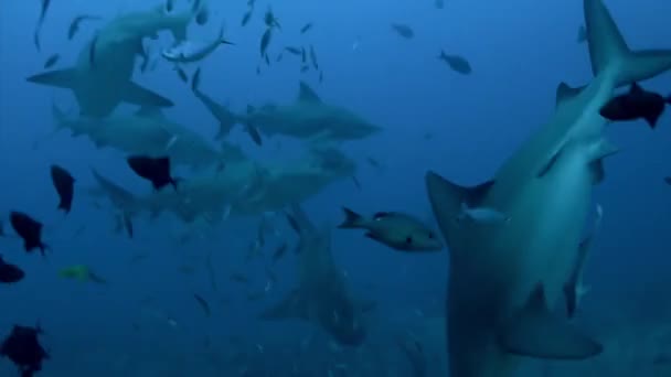 Tubarões na escola de peixes oceano subaquático de Tonga. — Vídeo de Stock