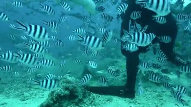 Karmienie rekinów Carcharhinus leucas w podwodnych morskich dzikich wodach Oceanu Spokojnego. — Wideo stockowe