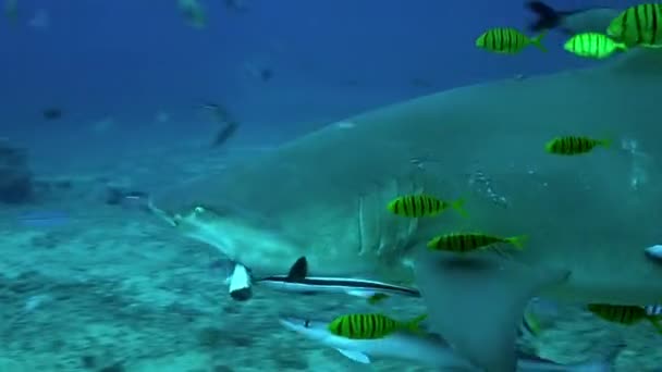 Tubarões que alimentam na escola do peixe de mãos do mergulhador subaquático. — Vídeo de Stock