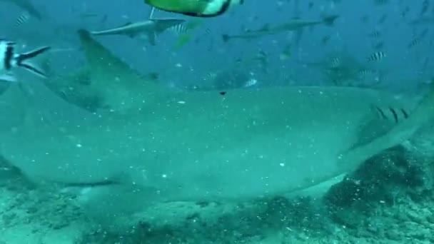 Karmienie rekinów Carcharhinus leucas w podwodnych morskich dzikich wodach Oceanu Spokojnego. — Wideo stockowe