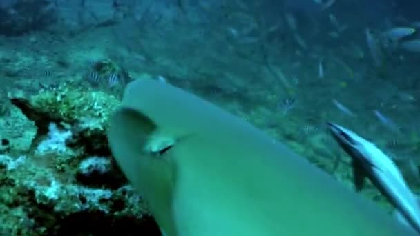 Žraloci ve škole ryb pod mořem Tonga. — Stock video